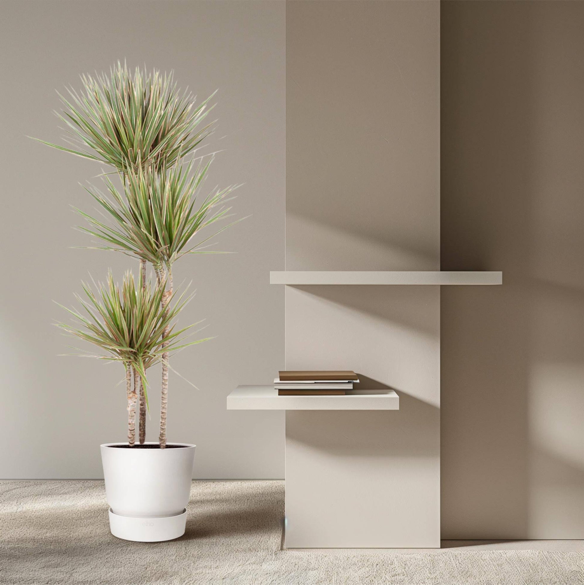 Dracaena bicolor – 150 cm – ø24 - Botanic-Vibes