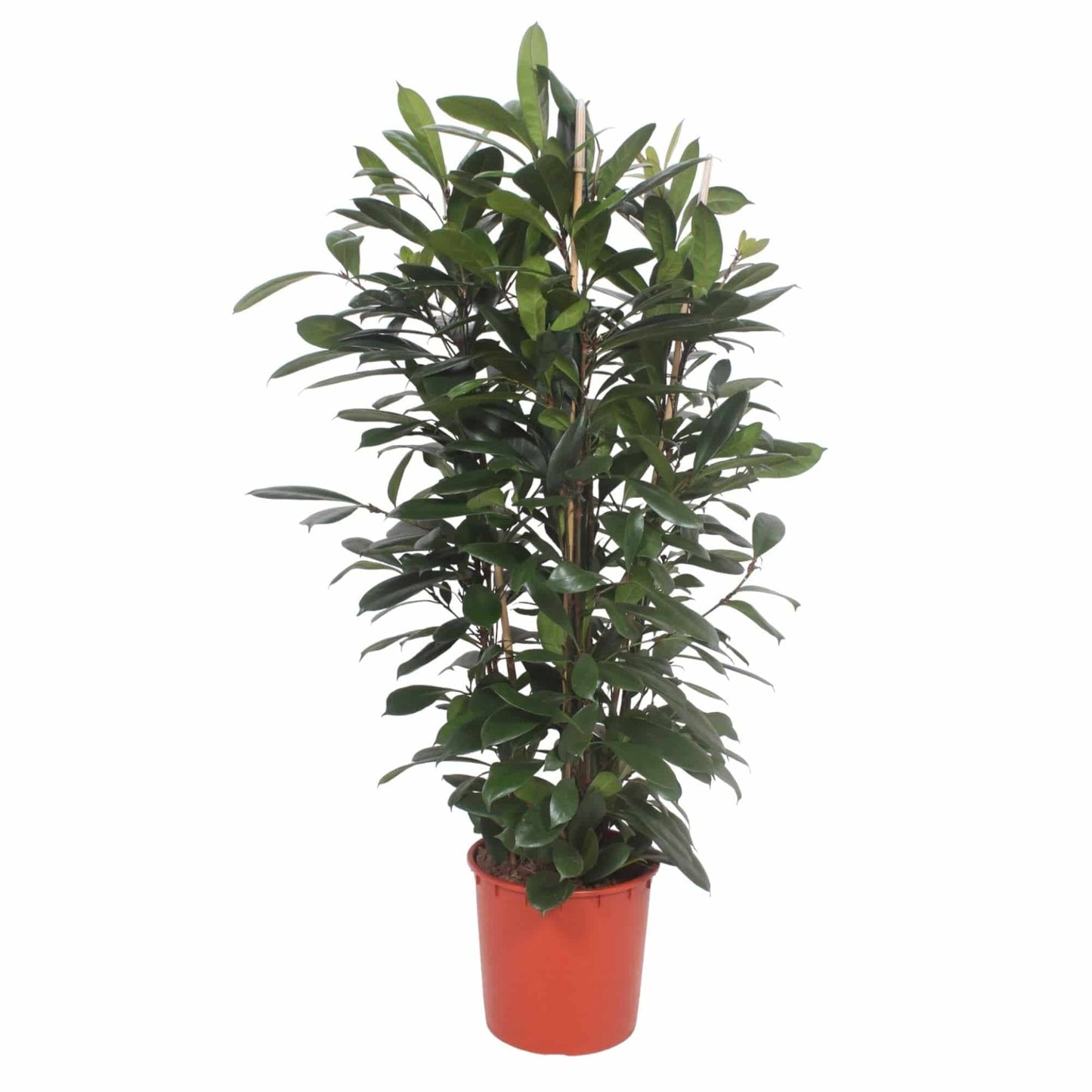 Ficus cyathistipula Strauch – 180 cm – Ø34 - Botanic-Vibes
