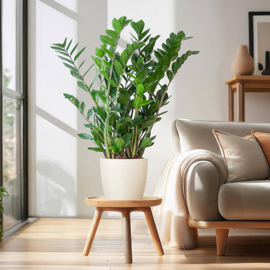 Zamioculcas Zamiifolia mit Viber Weiß  - 80cm - Ø21 - Botanic-Vibes
