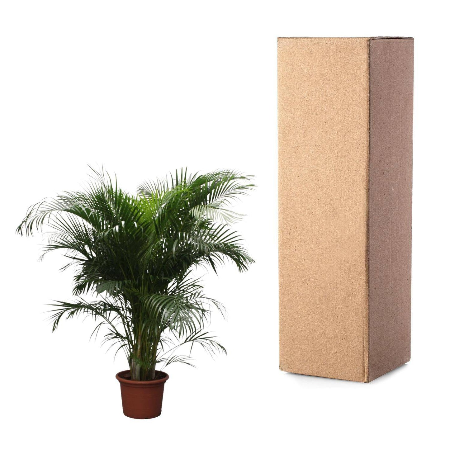 Dypsis lutescens (Areca-Palme) – 230 cm – Ø40 - Botanic-Vibes