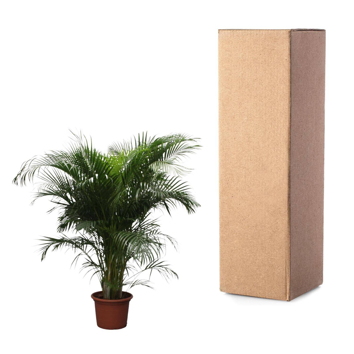 Dypsis lutescens (Areca-Palme) – 230 cm – Ø40 - Botanic-Vibes