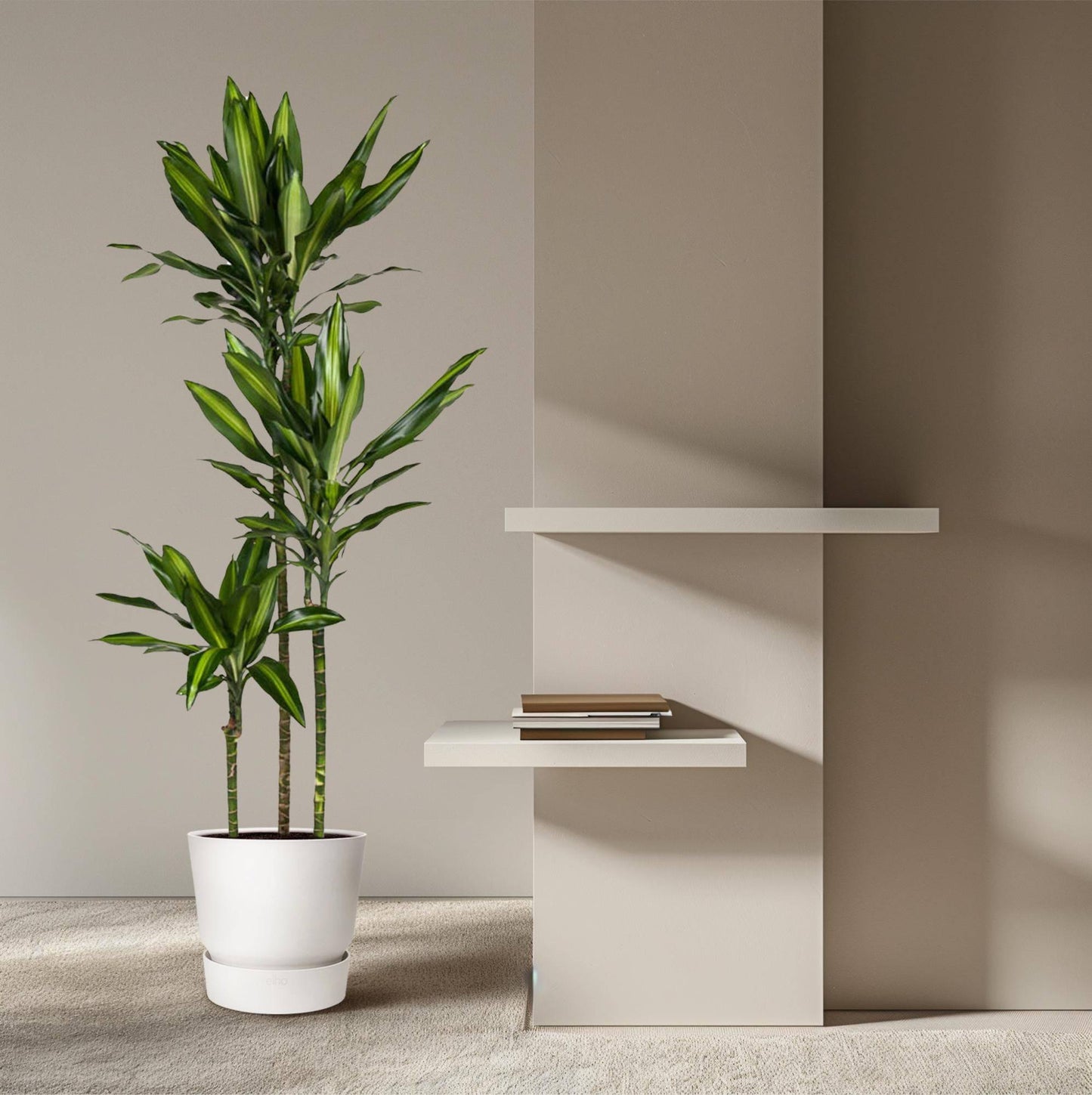 Dracaena cintho – 160 cm – ø24 - Botanic-Vibes
