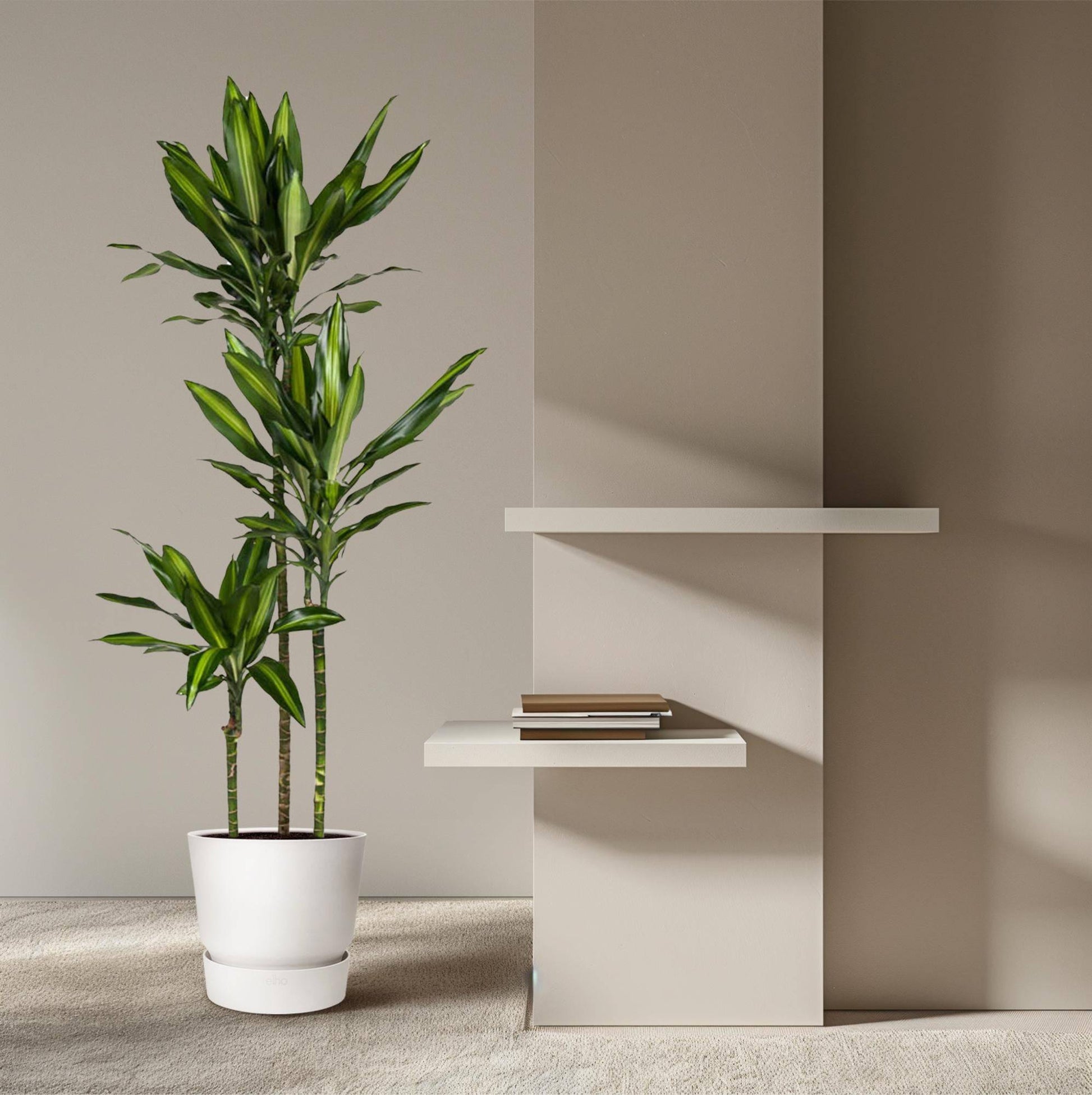 Dracaena cintho – 160 cm – ø24 - Botanic-Vibes