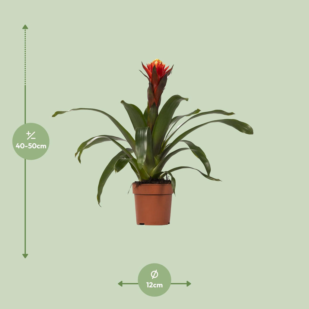 Guzmania Happiness, Ø12 cm Höhe 45