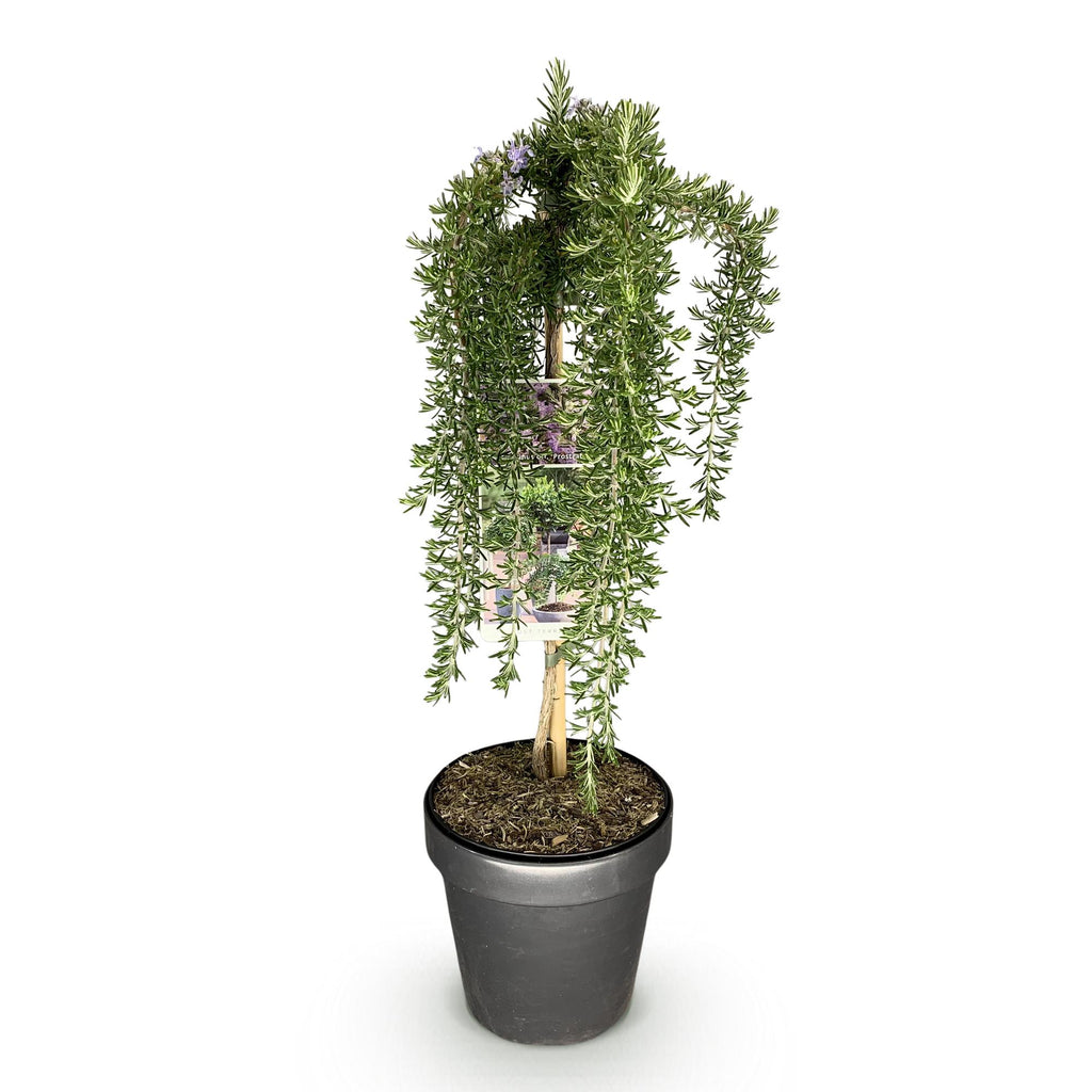 Stamm-Pflanze, Rosmarinus officinalis Prostratus, Terrassenpflanze, Immergrün, Winterhart, Lila Blüte, Topf 19 cm 90 cm