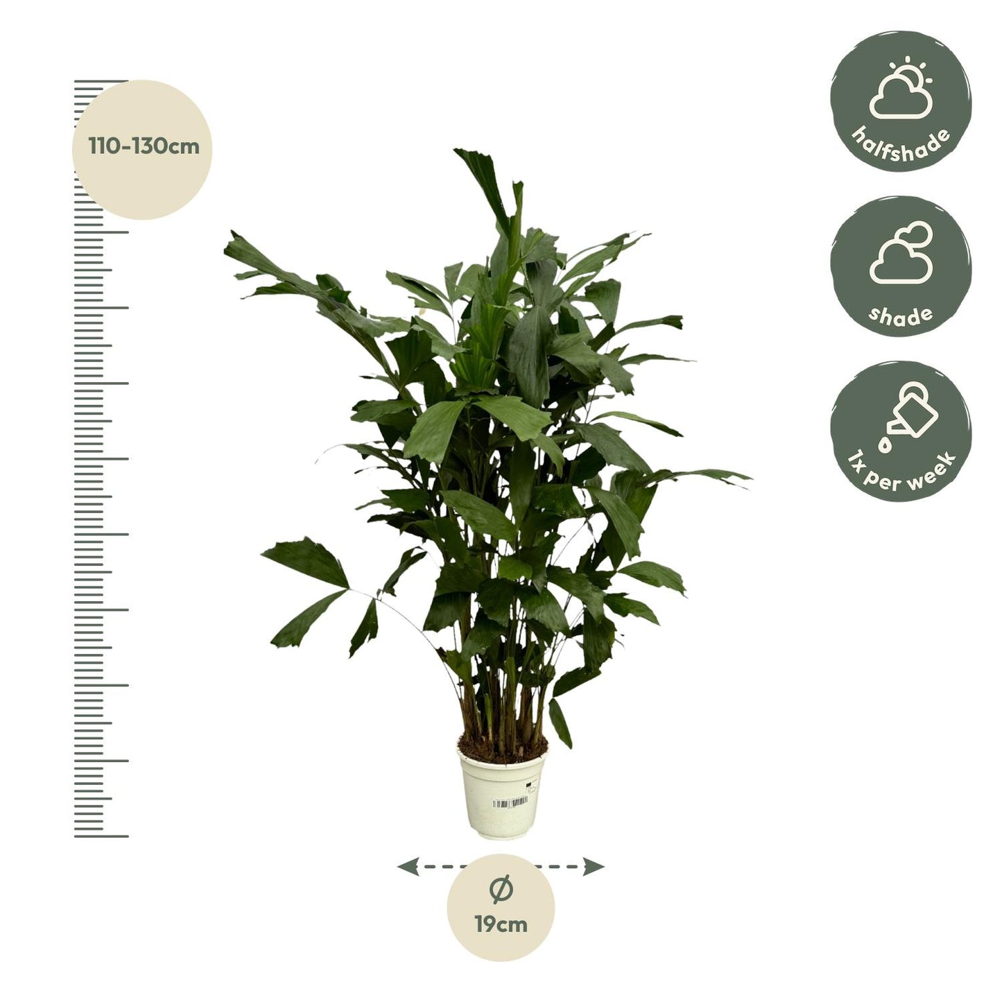 Caryota mitis – 130 cm – Ø19