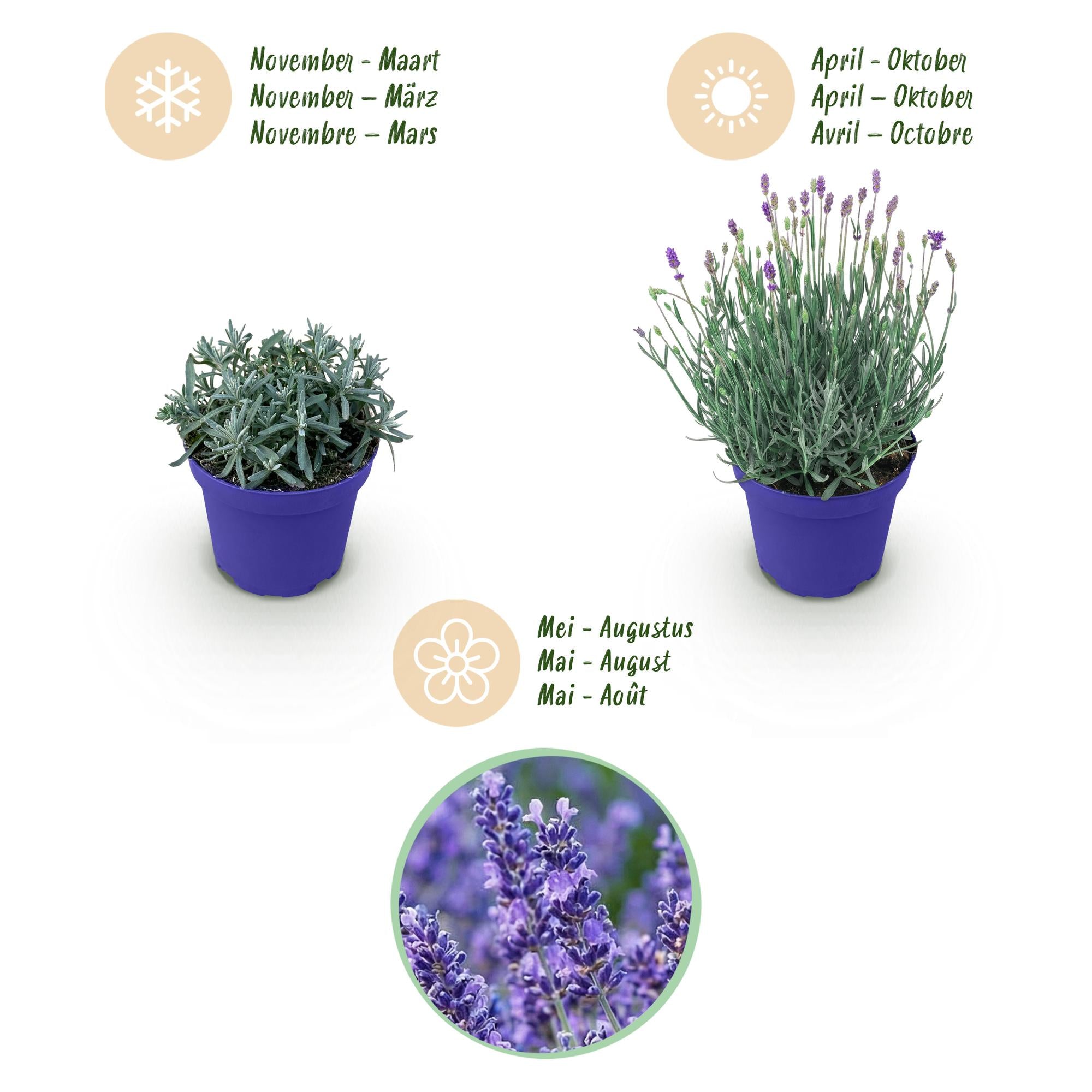 Lavandula angustifolia Hidcote, Lavendel, Winterhart, Lila, 18 Pflanzen, Topf 12 cm, 15-25 cm