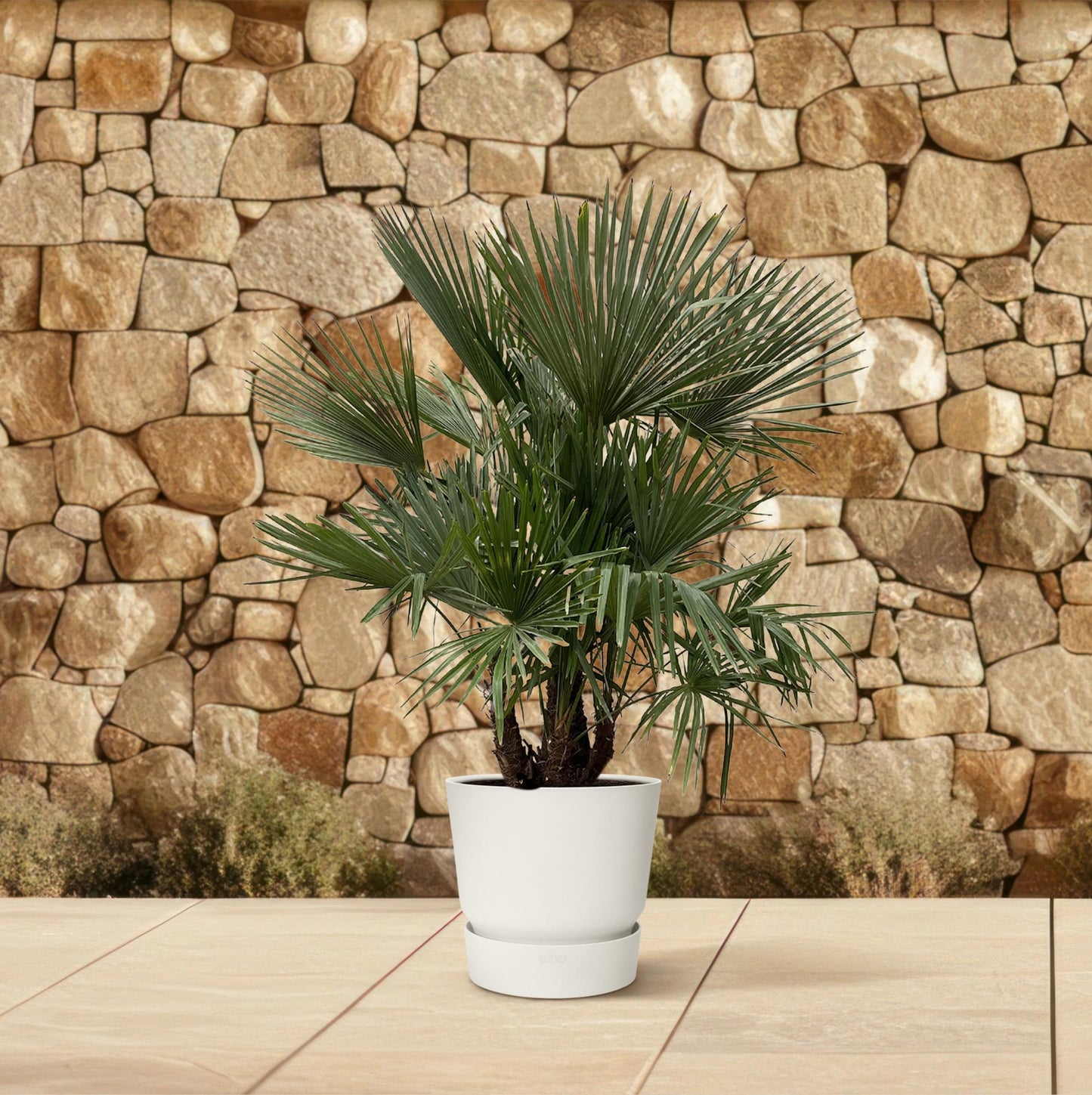 Trachycarpus multi-stamm – 230cm – Ø50