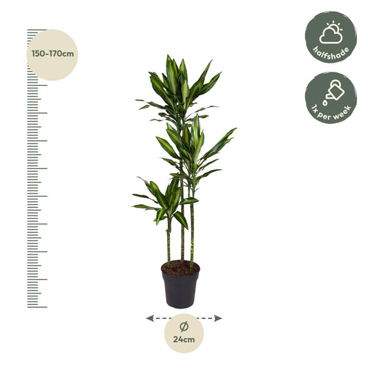 Dracaena cintho – 160 cm – ø24 - Botanic-Vibes
