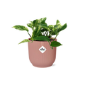 Scindapsus (Epipremnum) Marble Queen im ELHO Vibes Fold, 14 cm, rosa