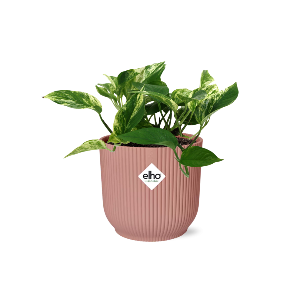 Scindapsus (Epipremnum) Marble Queen im ELHO Vibes Fold, 14 cm, rosa