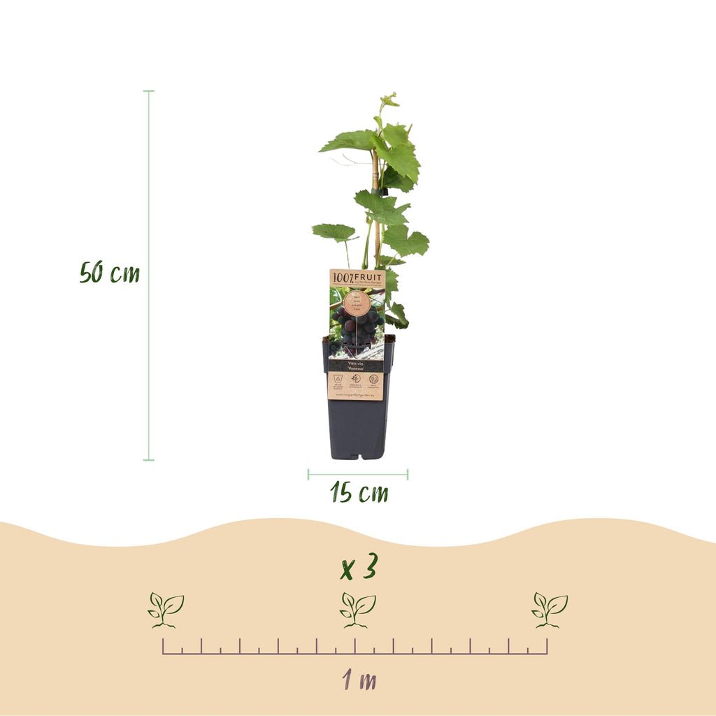 Obstpflanze, Vitis vinifera Vanessa, Weintraubenpflanze, Tafeltraube, Blaue Traube, 2 Pflanzen, Topf 15 cm, 50 cm