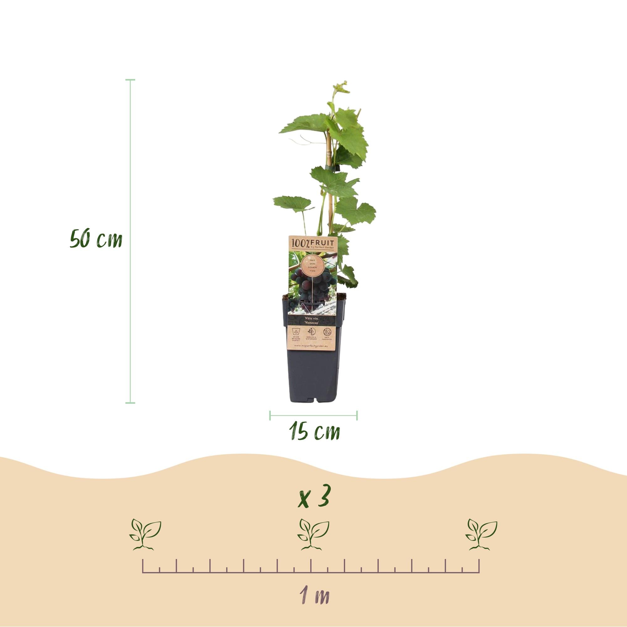 Obstpflanze, Vitis vinifera Vanessa, Weintraubenpflanze, Tafeltraube, Blaue Traube, 2 Pflanzen, Topf 15 cm, 50 cm