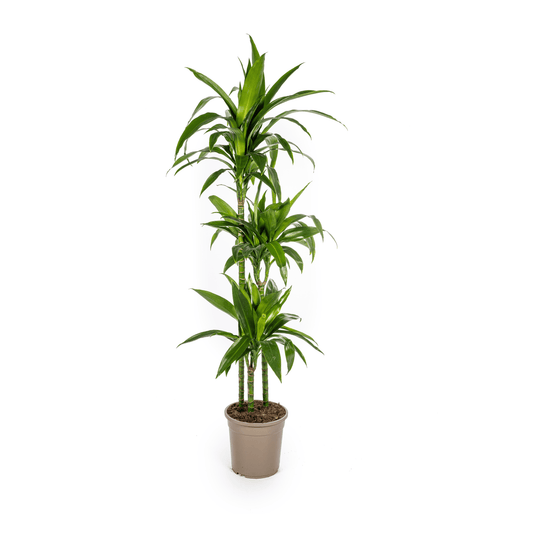 Dracaena Deremensis Lisa Ø24cm - ↕130 - 150cm - Botanic-Vibes