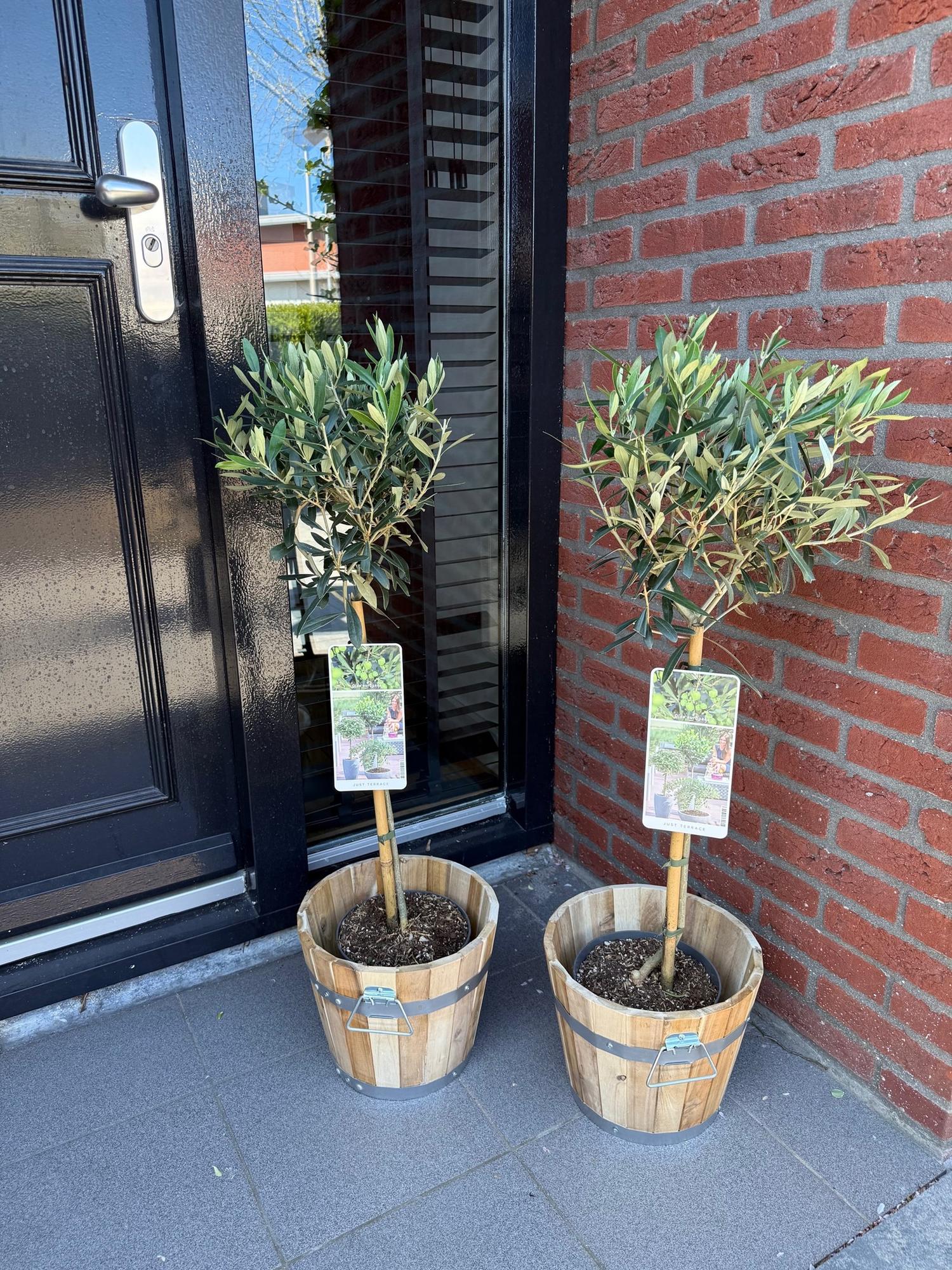 Stamm Pflanze, Olea Europaea, Terrassen Pflanze, Immergrün, Winterhart, Olivenfarbenes Blatt, Topf 19 cm 90 cm