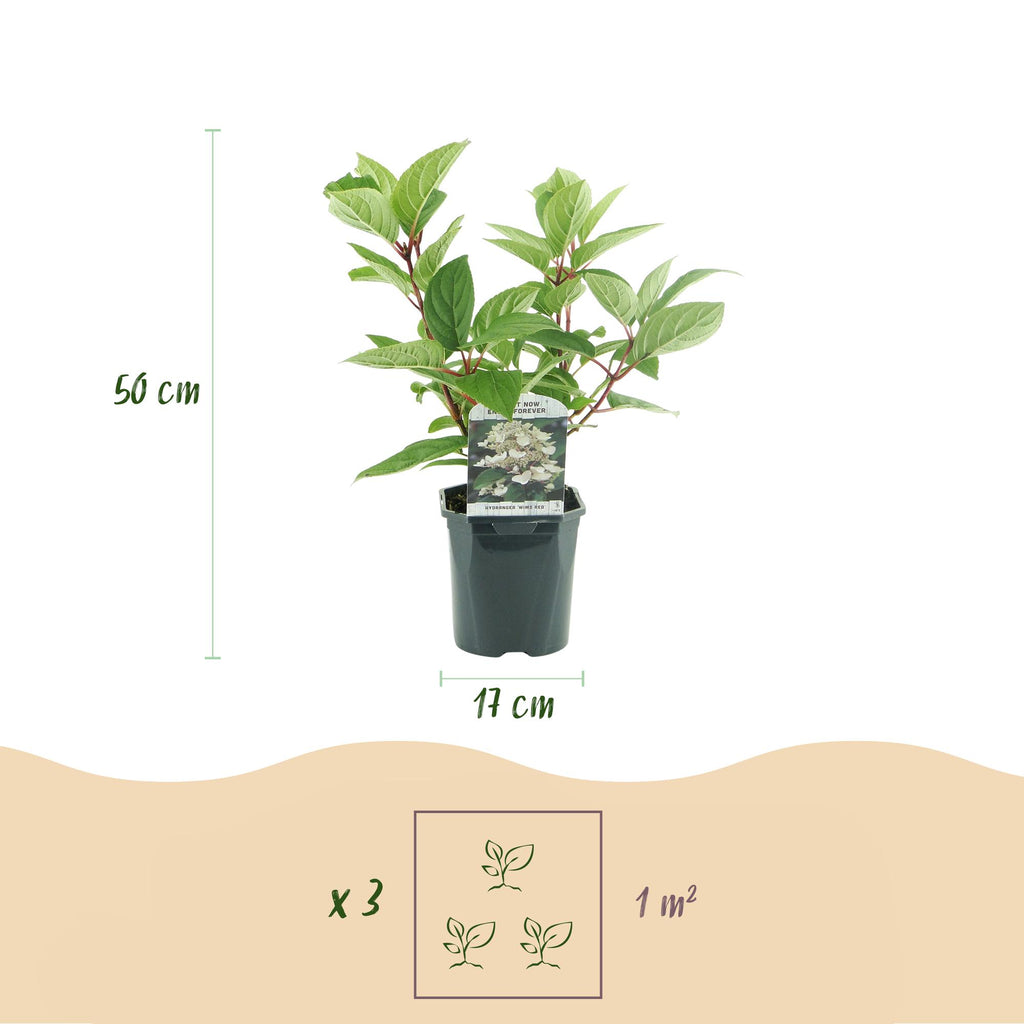 Rispenhortensie, Hydrangea panniculata Wims Rot, Blüte Weiß Rot, 3 Pflanzen, 1 m2, Laubabwerfend, Große Blüten, Topf 17 cm 50 cm