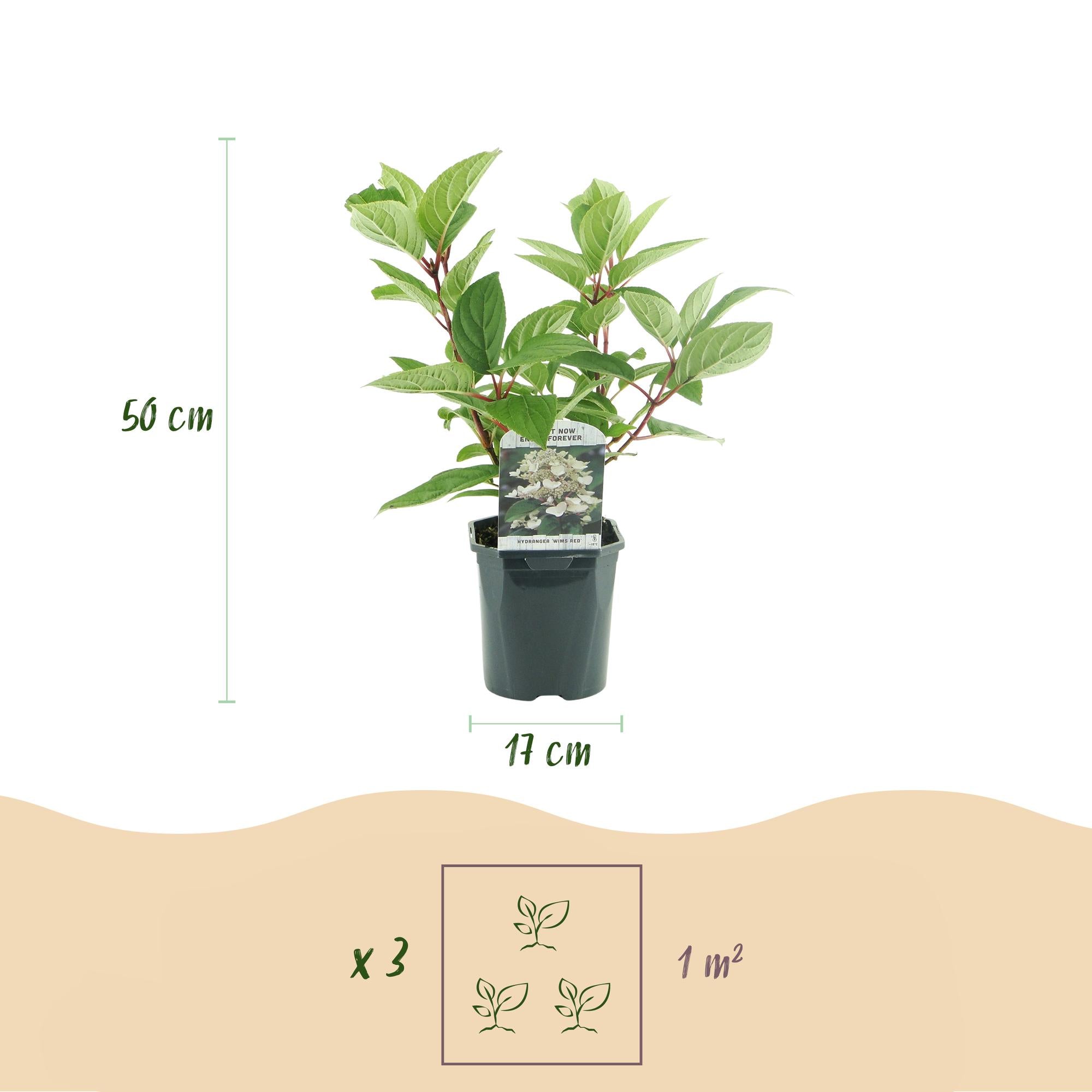 Rispenhortensie, Hydrangea panniculata Wims Rot, Blüte Weiß Rot, 3 Pflanzen, 1 m2, Laubabwerfend, Große Blüten, Topf 17 cm 50 cm