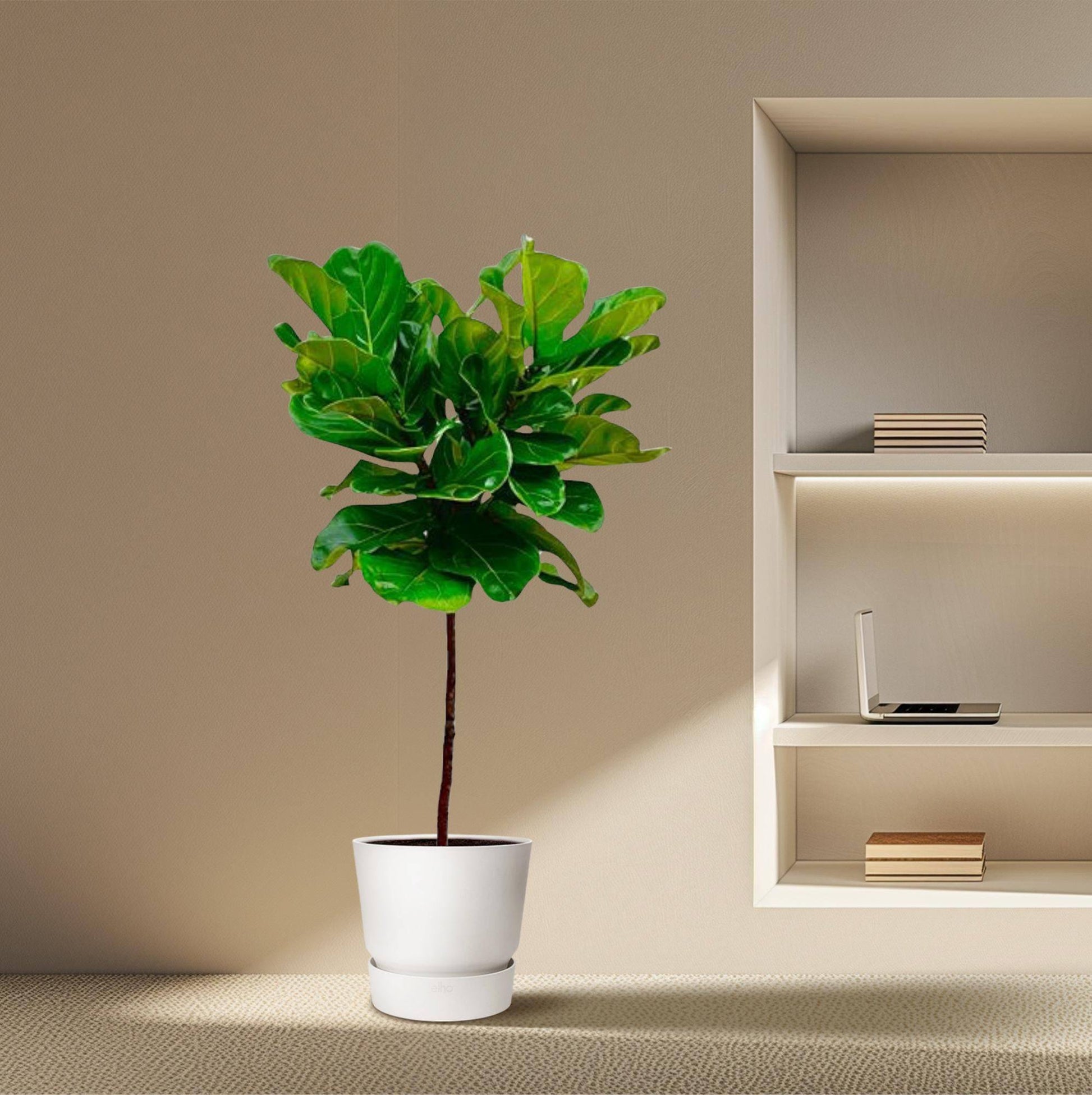 Ficus Lyrata Stamm – 130 cm – Ø24 - Botanic-Vibes