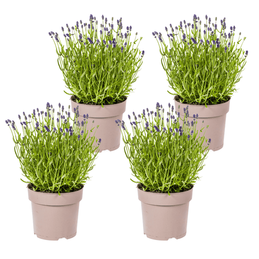 4x Lavandula angustifolia Ø19cm - ↕40 - 50cm - Botanic-Vibes