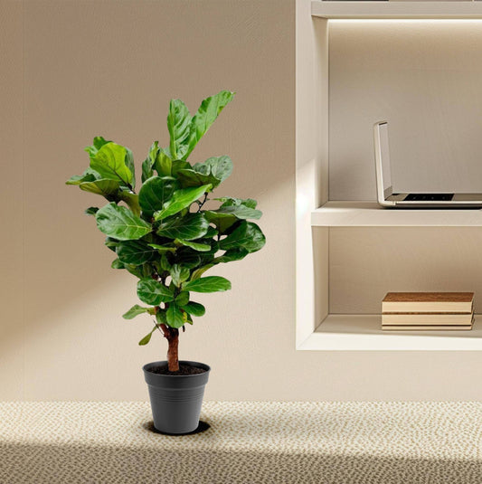 Ficus Lyrata verzweigt – 140–160 cm – Ø27–30 - Botanic-Vibes