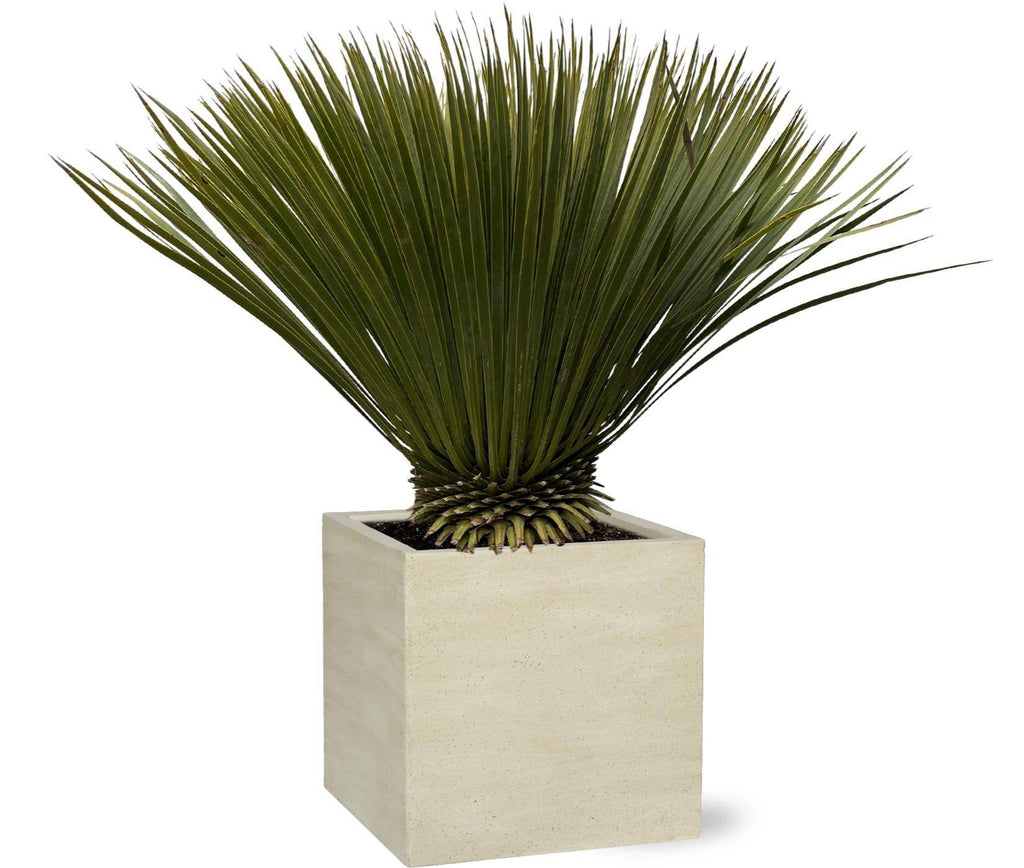 Yucca Rostrata – 75cm – Ø30 - Botanic-Vibes