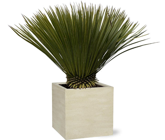 Yucca Rostrata – 75cm – Ø30