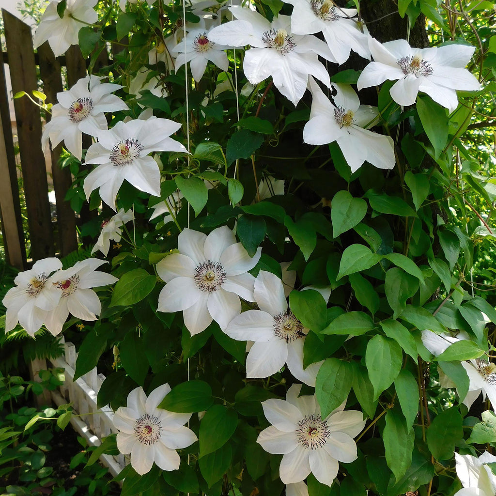 Kletterpflanze, Clematis Miss Bateman, Blüte Weiß- Wenig Pflege, 2 Pflanzen, Topf 11 cm 40 cm