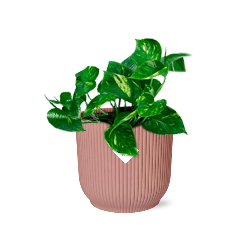 Epipremnum Pinnatum ‘Aureum’ im ELHO Vibes Fold, 14 cm, rosa