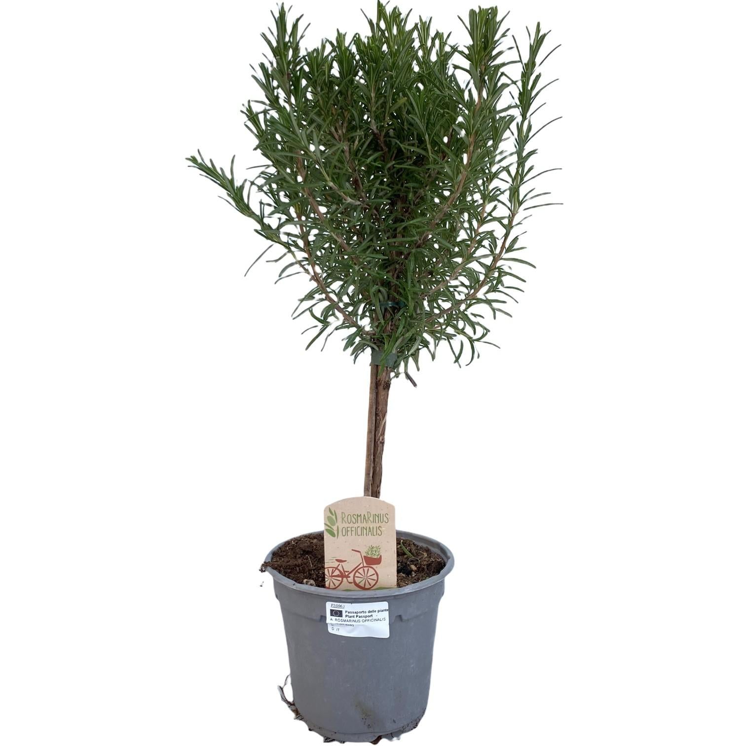 Rosmarinus Off. "OP STAM", Ø14 cm, 45 cm