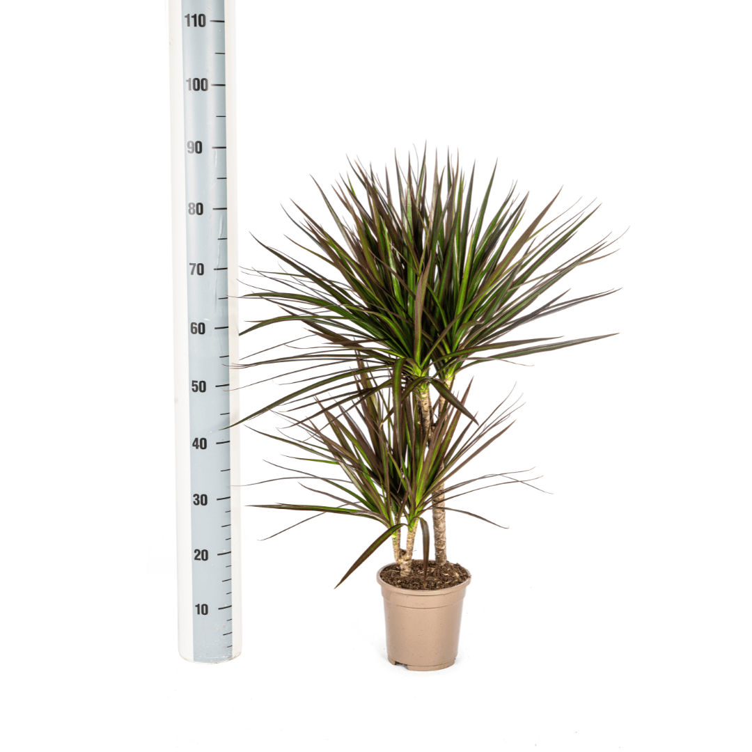 Dracaena Marginata Magenta Ø17cm - ↕50 - 70cm - Botanic-Vibes