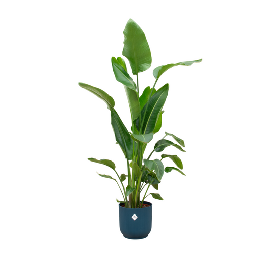 Combi deal - Strelitzia nicolai inklusive elho Vibes Fold Round Blau Ø30 – 180 cm