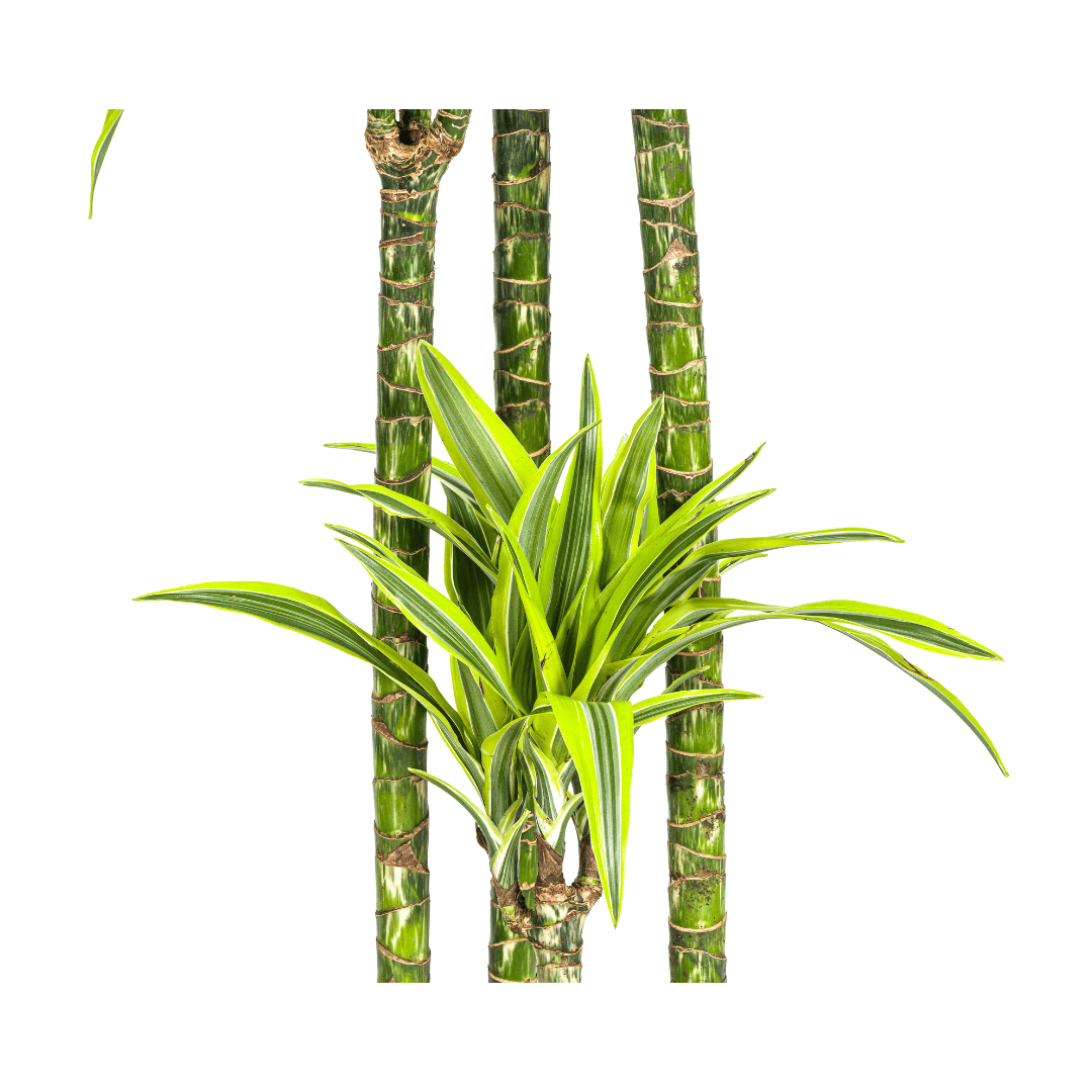 Dracaena Deremensis Lemon Lime Ø27cm - ↕170 - 190cm - Botanic-Vibes