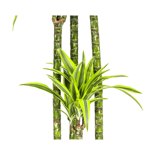 Dracaena Deremensis Lemon Lime Ø27cm - ↕170 - 190cm - Botanic-Vibes