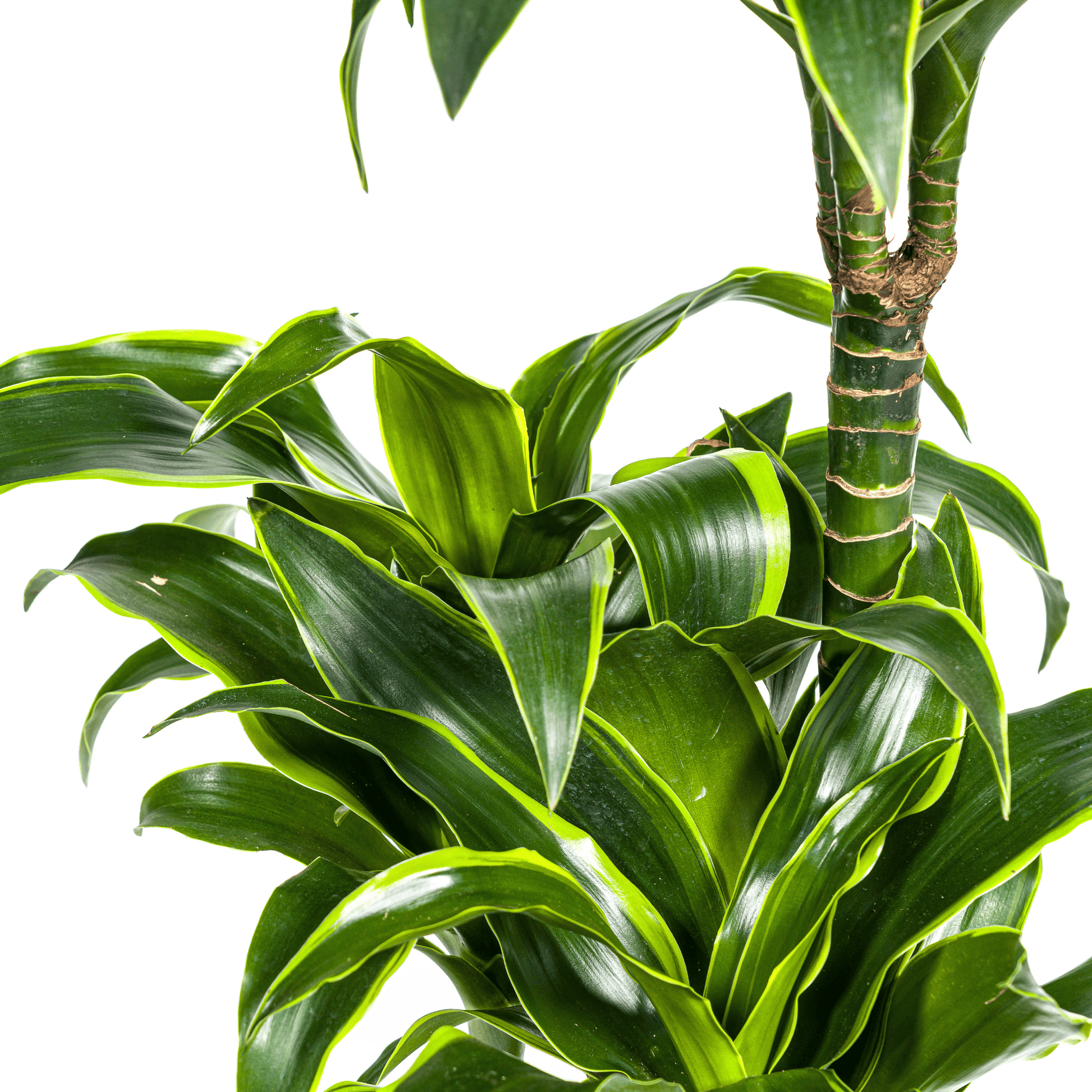 Dracaena Deremensis Dorado Ø21cm - ↕100 - 120cm - Botanic-Vibes