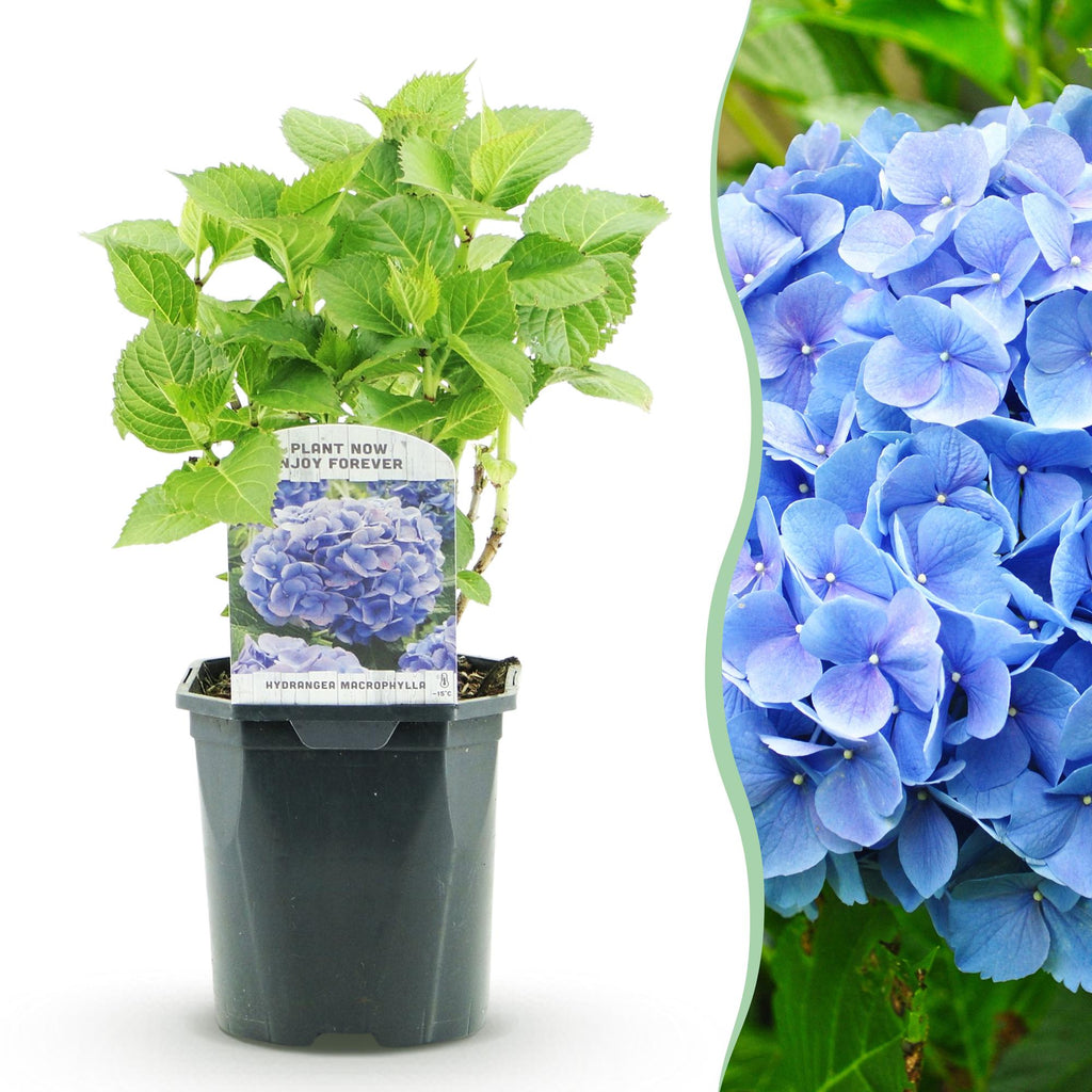 Hortensie, Hydrangea macrophylla Blau, Blüte Blau, 1 Pflanze, Laubabwerfend, Wenig Pflege, Topf 17 cm 30 cm
