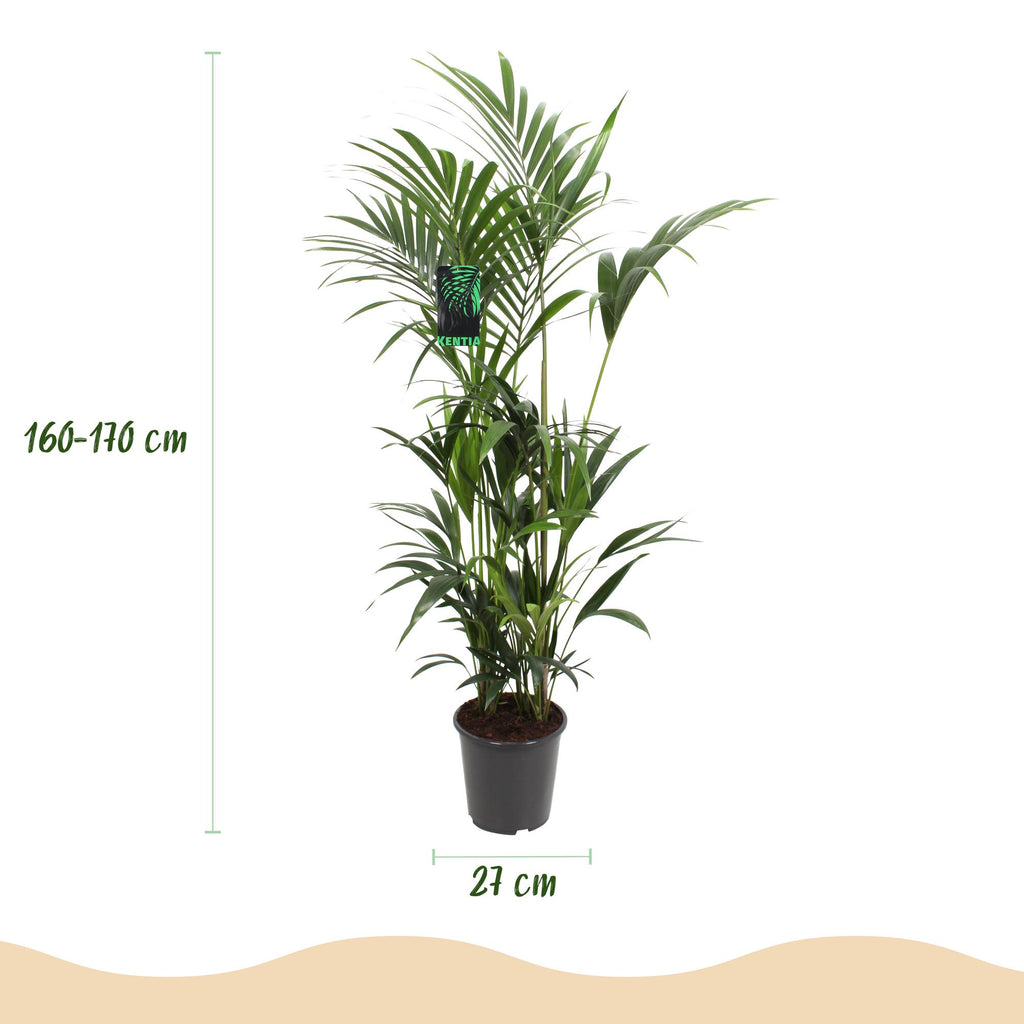 Howea Forsteriana, Kentia-Palme, Pflegeleicht, Grün, 1 Pflanze, Topf 27 cm, 160-170 cm