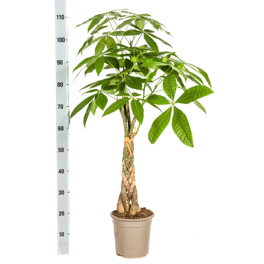 Pachira Aquatica Ø21cm - ↕90 - 110cm - Botanic-Vibes