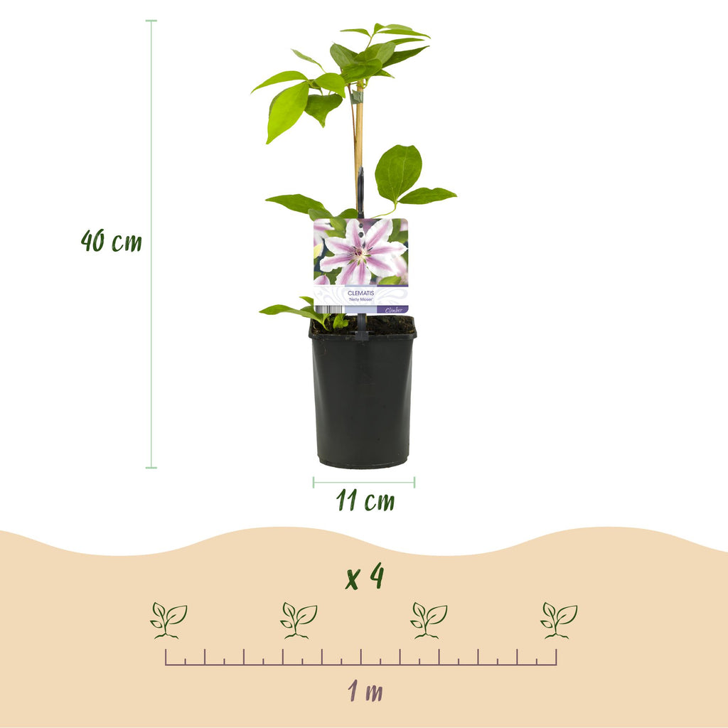 Kletterpflanze, Clematis Nelly Moser, Blüte Rosa, Wenig Pflege, 2 Pflanzen, Topf 11 cm 40 cm