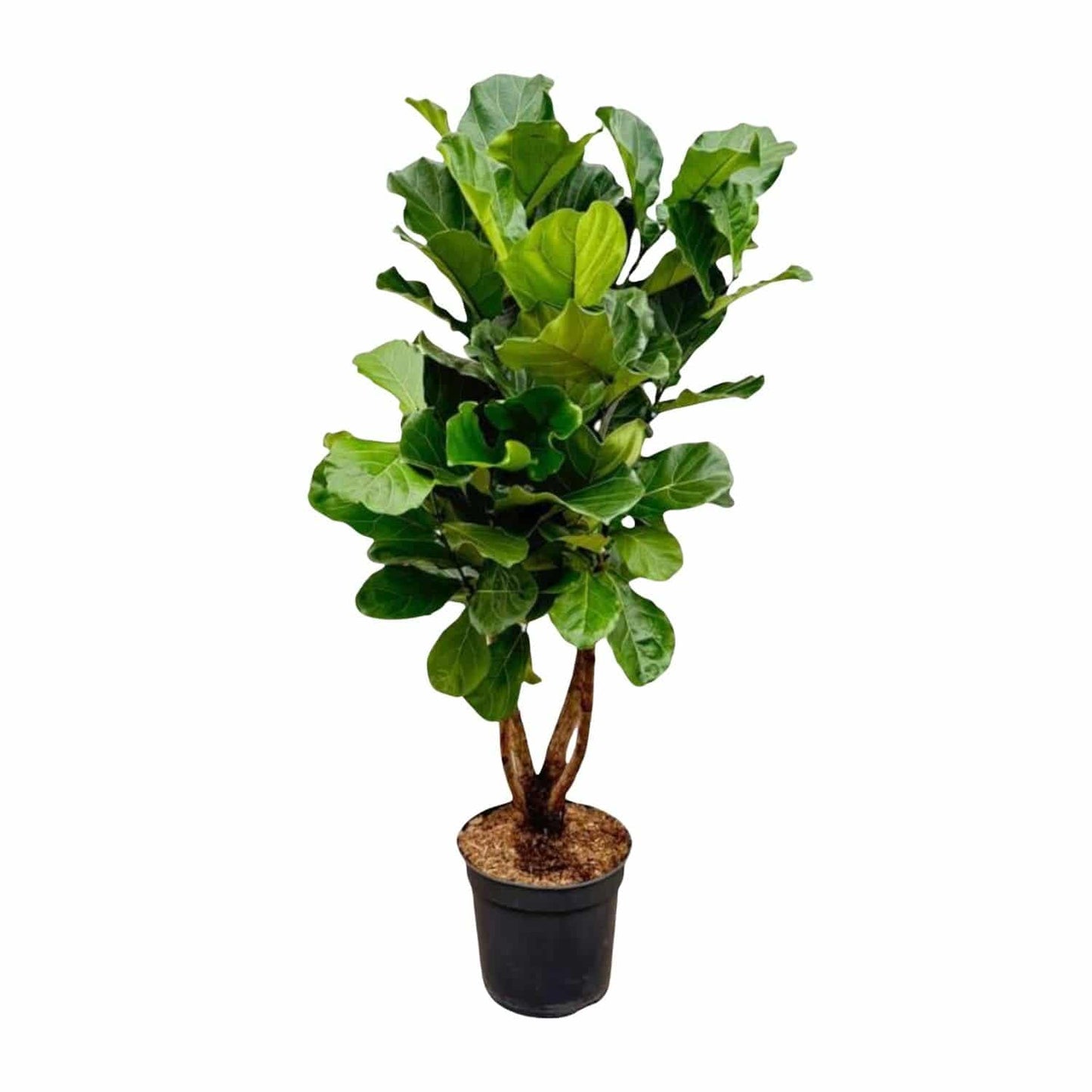 Ficus Lyrata verzweigt XL – 190 cm – Ø32 - Botanic-Vibes