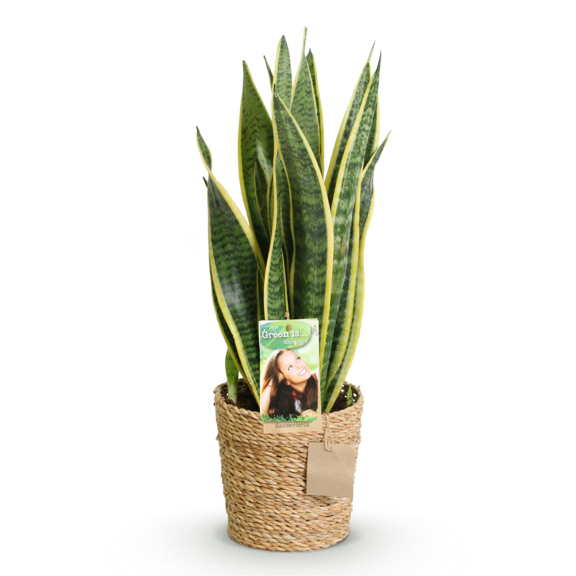 Zimmerpflanzen, Sansevieria Laurentii, Schwiegermutterzunge, Pflegeleicht, mit Korb, Grün, Gelb, 1 Pflanze, Topf 17 cm, 60-70 cm