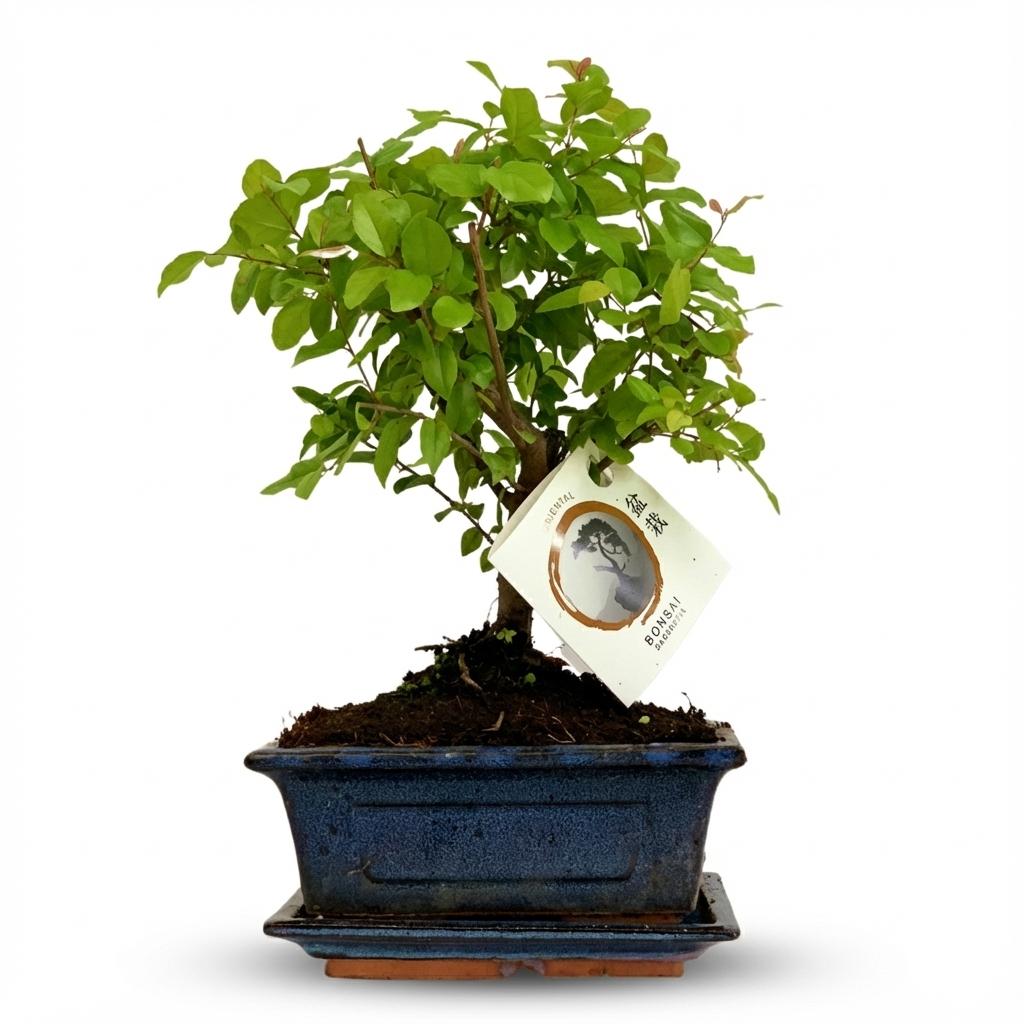 Bonsai Kugelform Baum, 25-30 cm (Keramik-Mix)