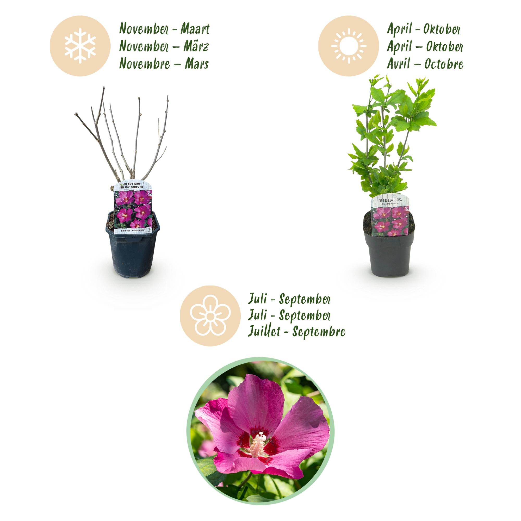Sträucher, Hibiscus syriacus Woodbridge, Blüte Rosa, 1 Pflanze, Laubabwerfend, Pflegeleicht, Topf 17 cm 45 cm