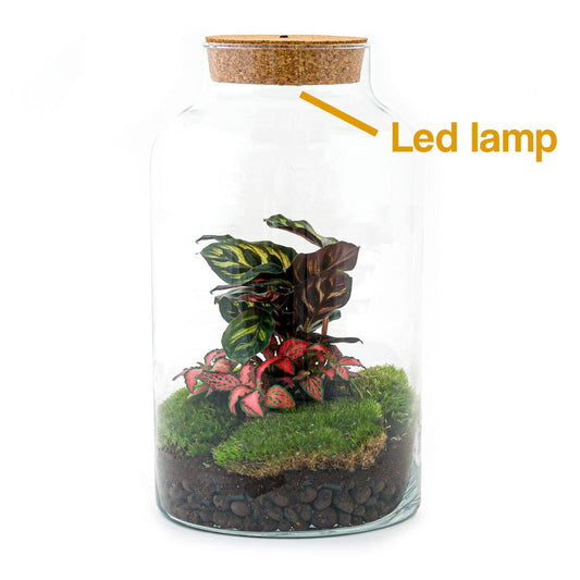 Flaschengarten – Milky Calathea mit Lampe – 31 cm – Rechen + Schaufel + Pinzette