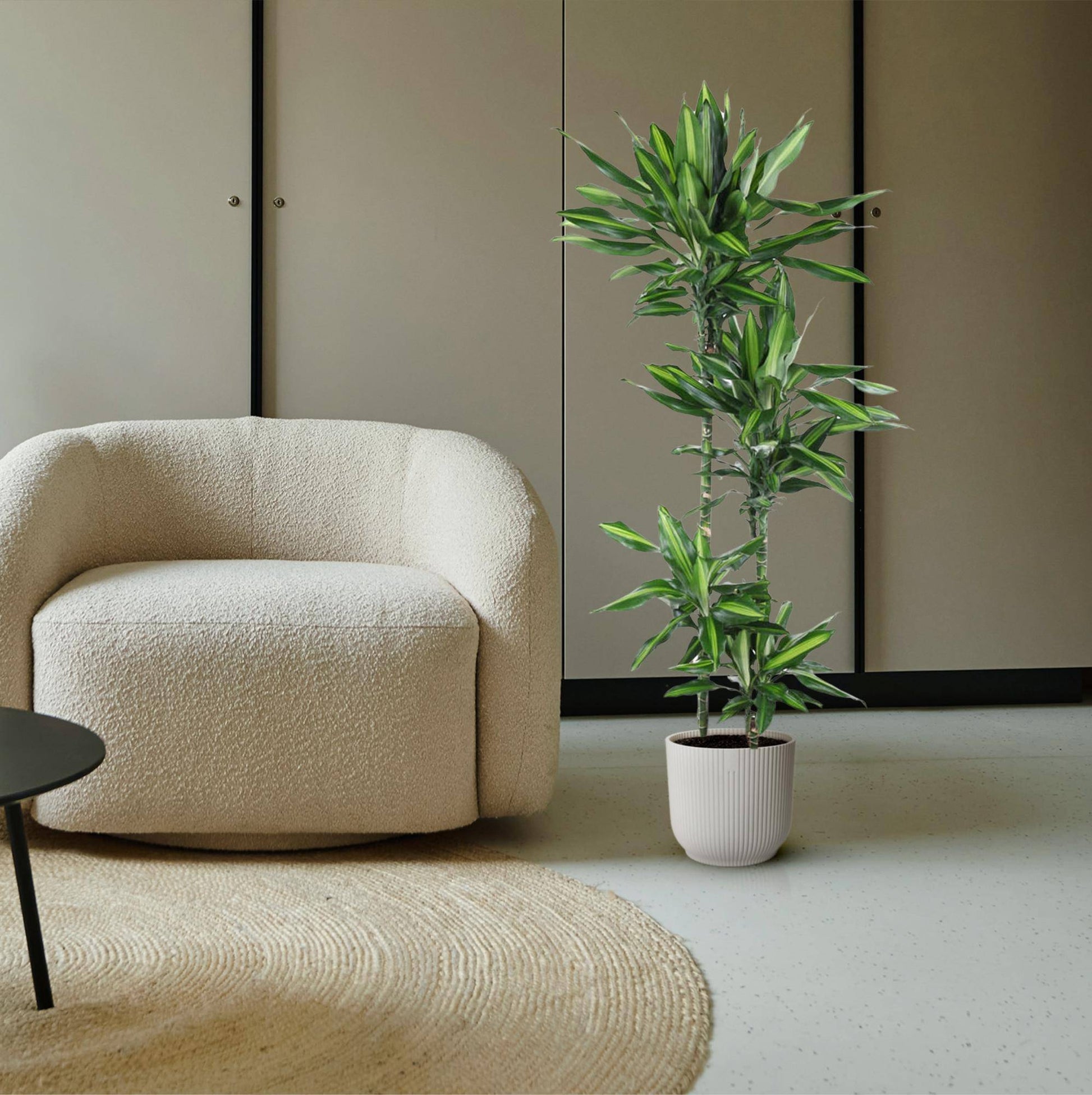 Dracaena cintho – 150 cm – ø27 - Botanic-Vibes