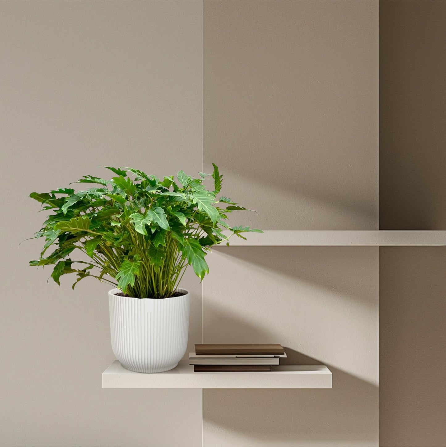 Philodendron xanadu – 80 cm – Ø27