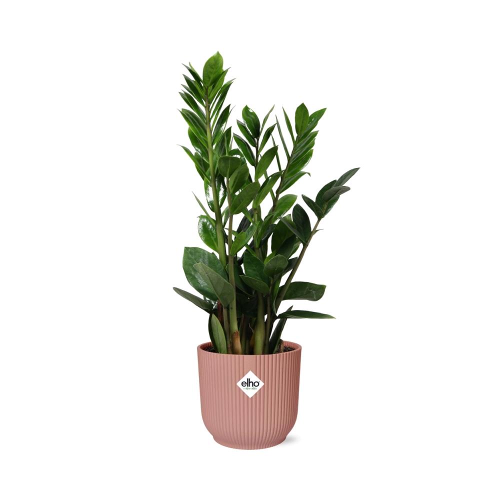 Zamioculcas, Hoogte 45-50 im ELHO Vibes Fold, 14 cm, rosa