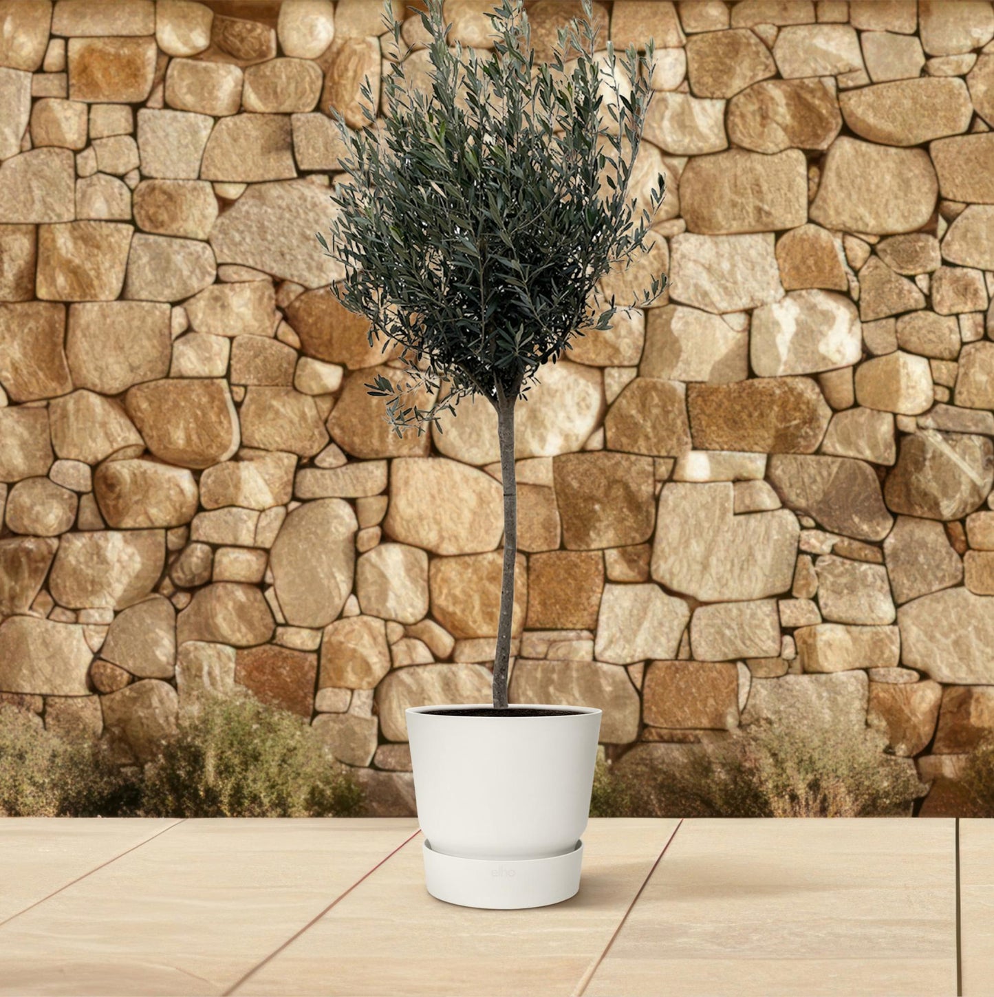 Olea europaea auf Stamm – 160 cm – Ø24