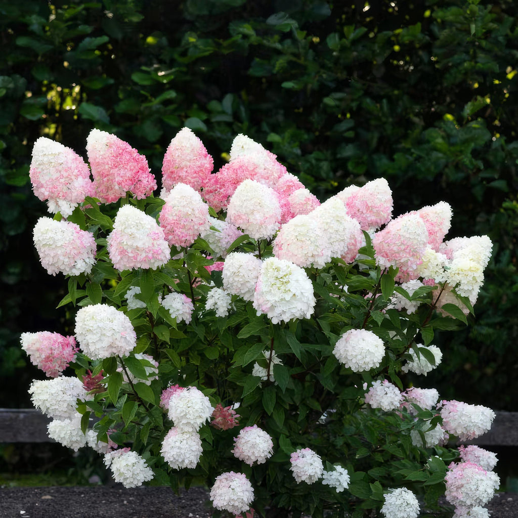 Hydrangea panniculata Living Rosa & Rose, Rispenhortensie, Winterhart, Rosa, 1 Pflanze, Topf 12 cm, 20-30 cm