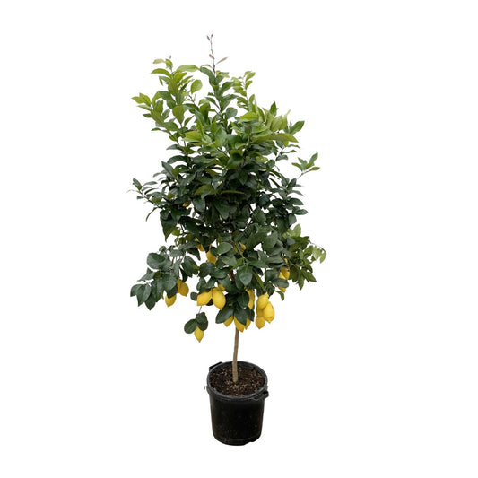 Citrus Lemon – 200 cm – Ø40