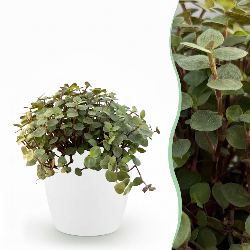 Green boutiQ, Zimmerpflanze, Calissia repens, Katzengras, Haustierfreundlich, Grün, Topf 12cm, Höhe 17, 20cm